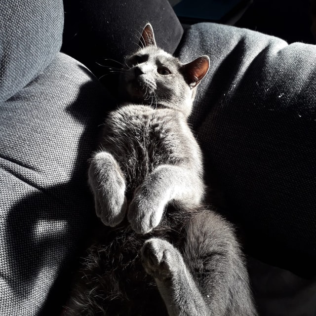 cat on the couch